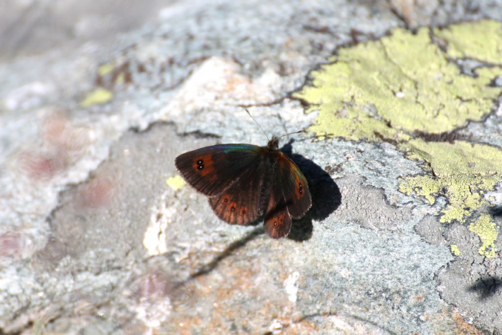 Erebia cassioides? S